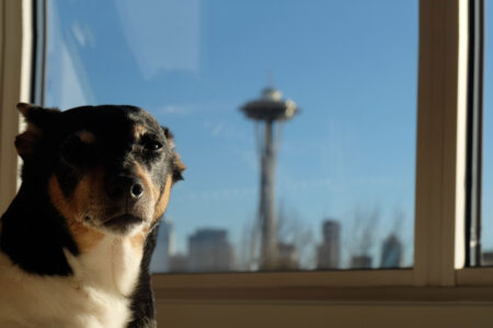 A dog with a black and tan coat sits indoors by a large window. The Seattle Space Needle is visible in the background on a clear, sunny day.