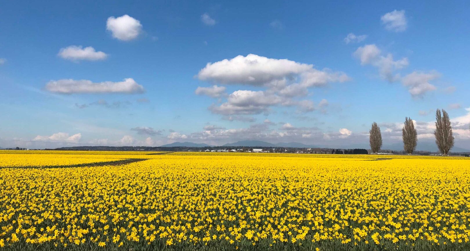A day in the daffodil fields