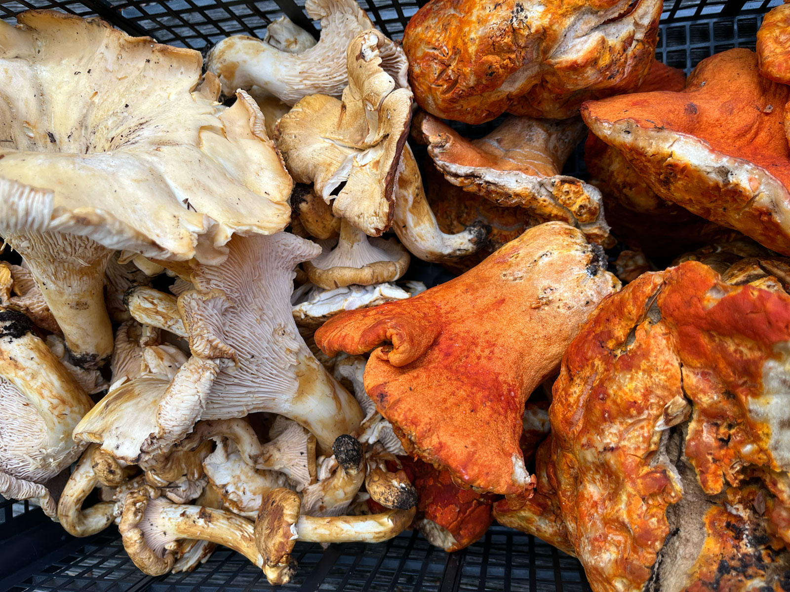 Mushroom Foraging with Savor the Wild Tours Visit Seattle
