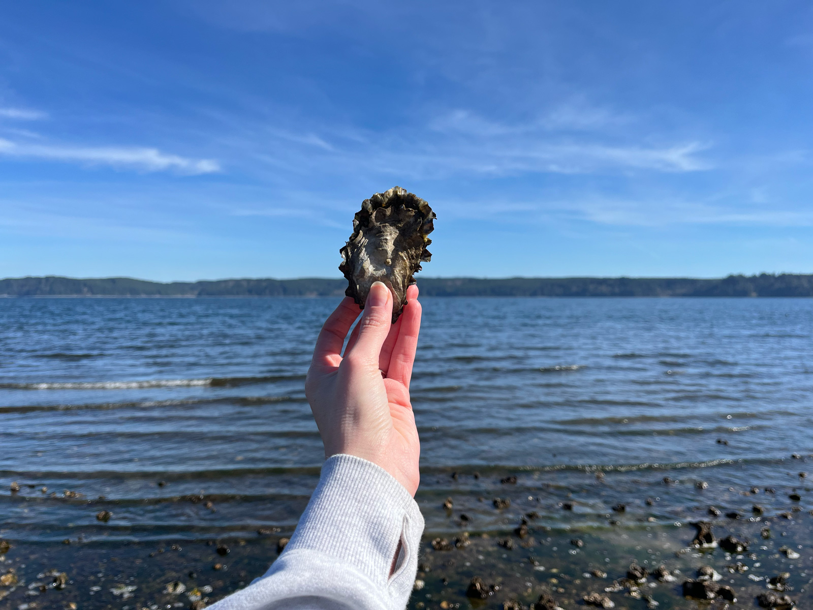 forage-feast-with-savor-the-wild-tours-visit-seattle