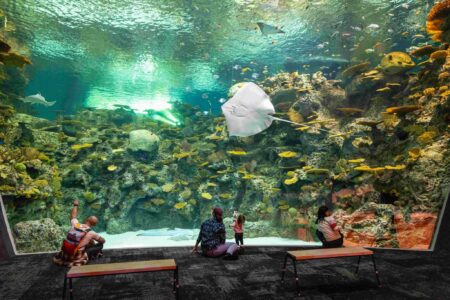 Seattle Aquarium's Ocean Pavilion. Animals, animal, eagle ray, guest, leopard whipray, ray, school of fish, spotted eagle ray, the reef, venomous marine animal, visitor.
