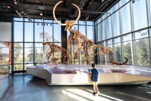 A child stands in front of large prehistoric animal skeletons, including a mammoth, displayed in a bright, modern museum.