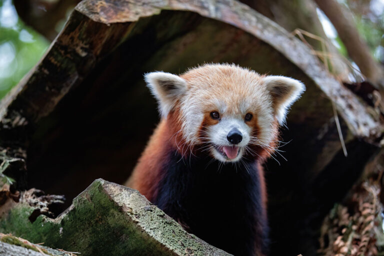 A red panda stands in a hollow tree trunk, looking forward with its mouth slightly open. Its reddish fur and white facial markings are clearly visible. Green foliage is blurred in the background.