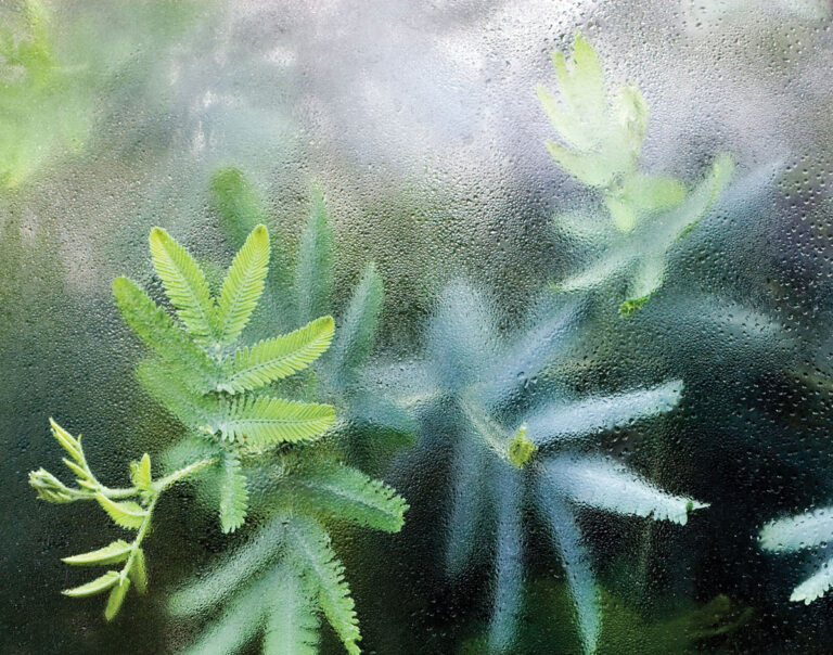 Green fern-like leaves are visible through a foggy, water-droplet-covered glass surface, giving a blurred, dreamy effect to the lush plant life behind the condensation.