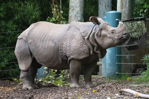Rhinoceros