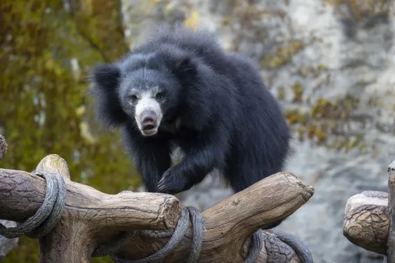 Sloth Bear