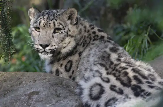 Snow Leopard
