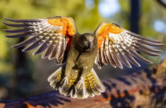 Kea