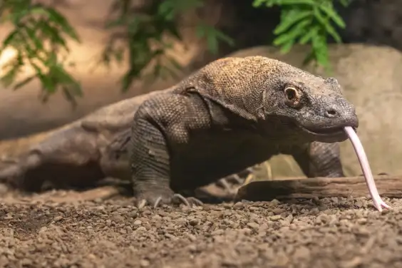 Komodo Dragon