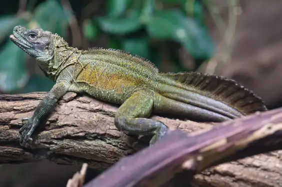 Sailfin Lizard