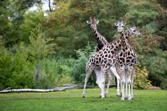 Giraffe