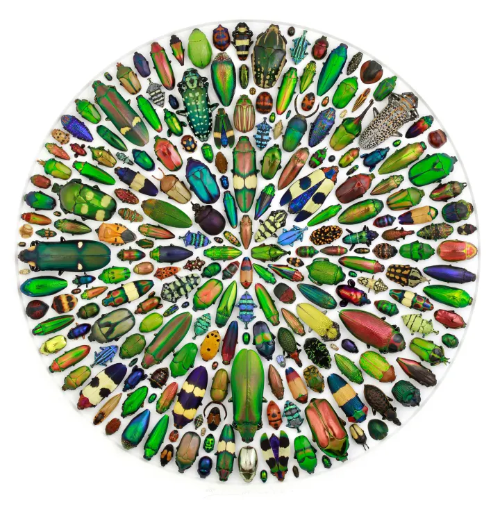Biophilia Museums and Exhibits of Art, Nature, and Science